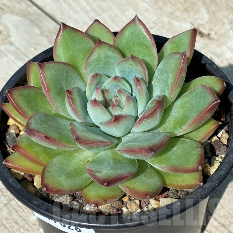 SH17026 Echeveria pulidonis hybrid