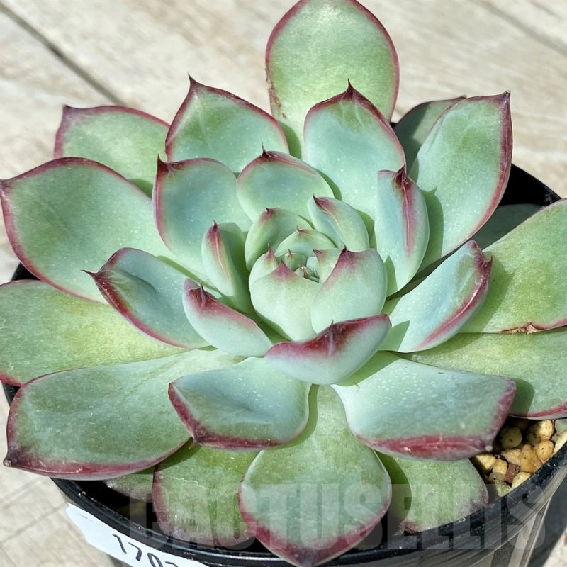 SH17027 Echeveria pulidonis hybrid