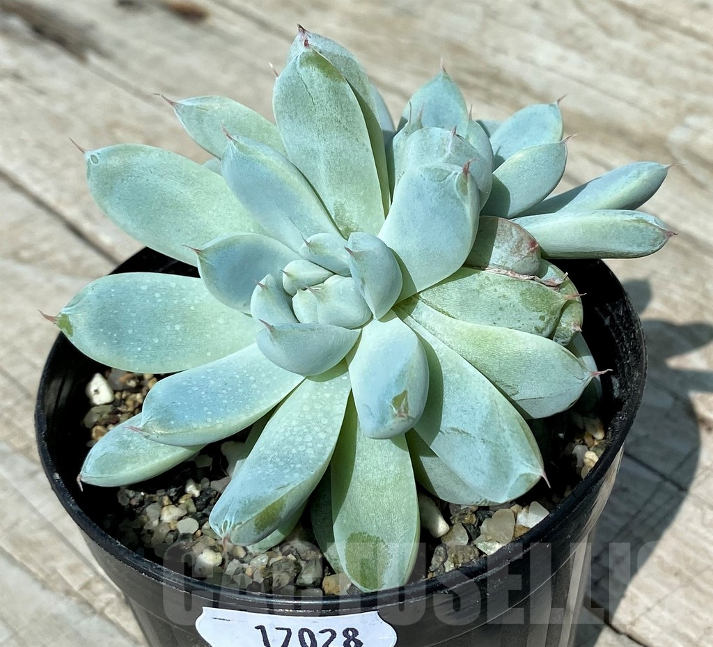 SH17028 Echeveria hybrid