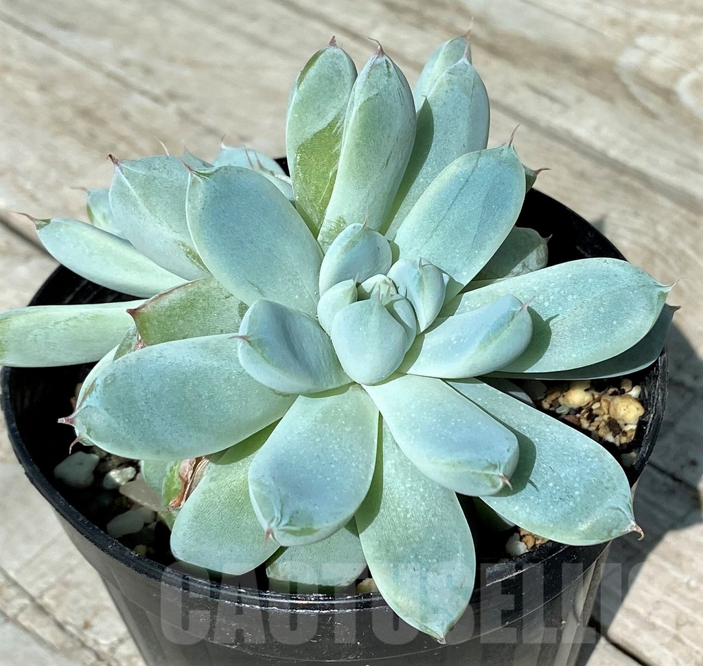 SH17028 Echeveria hybrid - Obrázek 2