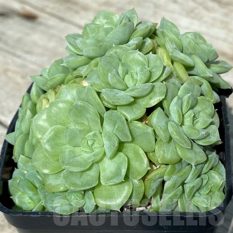 SH17031 Echeveria ‘White Swan’