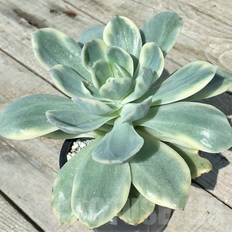 SH17034 Echeveria ‘Luella’ f. variegata