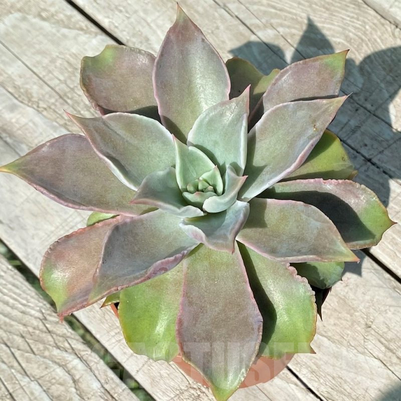 SH17037 Echeveria ‘Madiba'