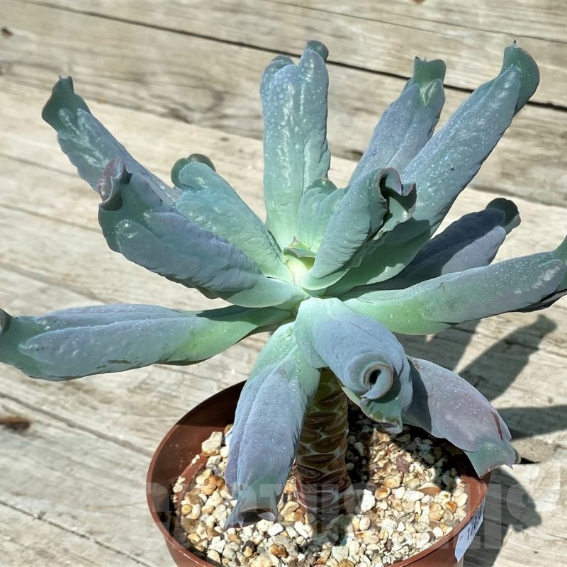 SH17038 Echeveria 'Culibra'