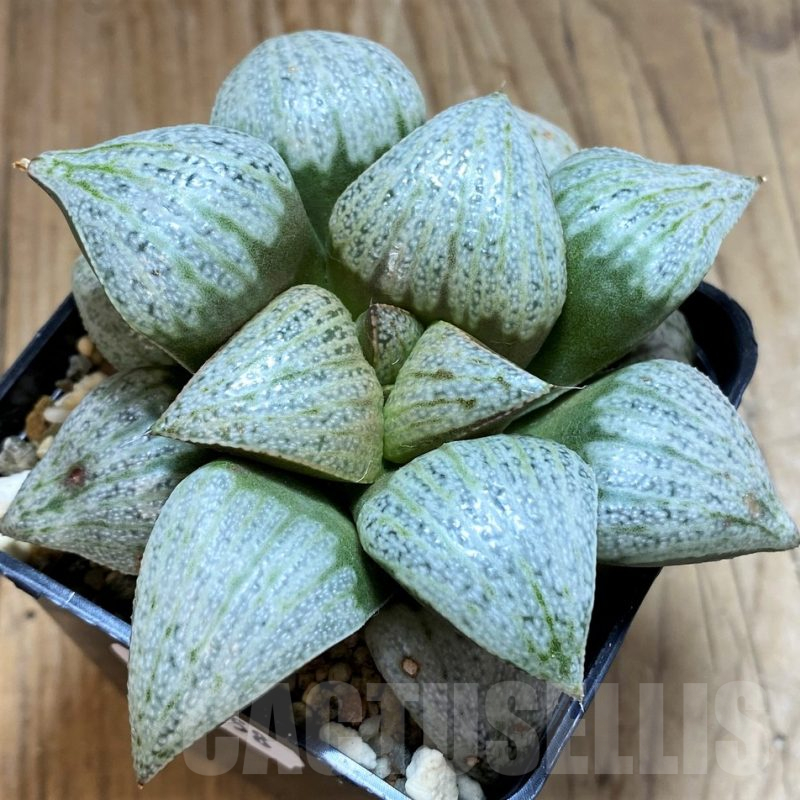 SH17158 Haworthia splendens 'Audrey'