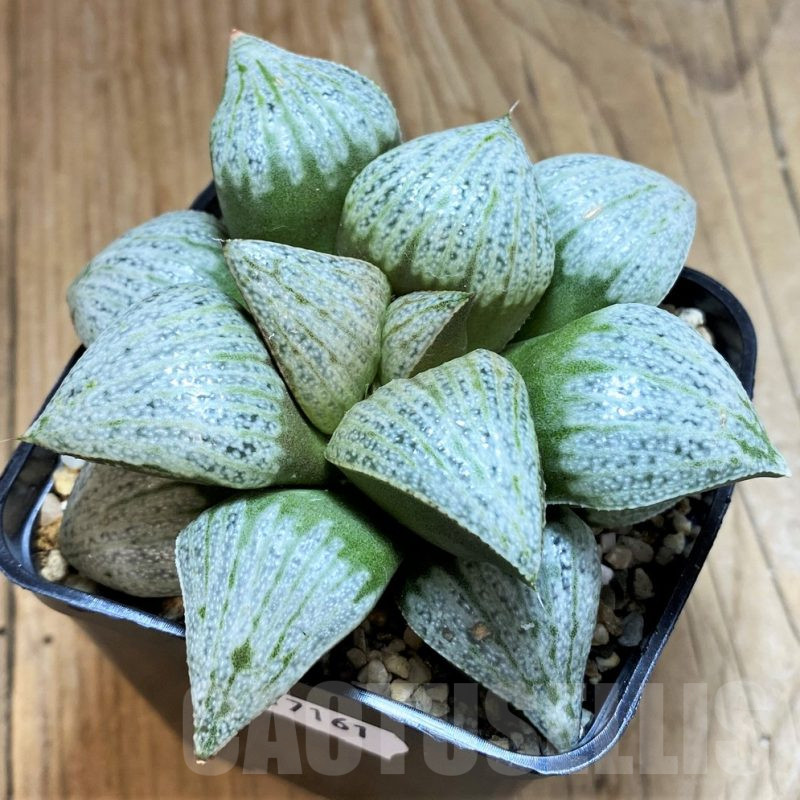 SH17161 Haworthia splendens 'Audrey'