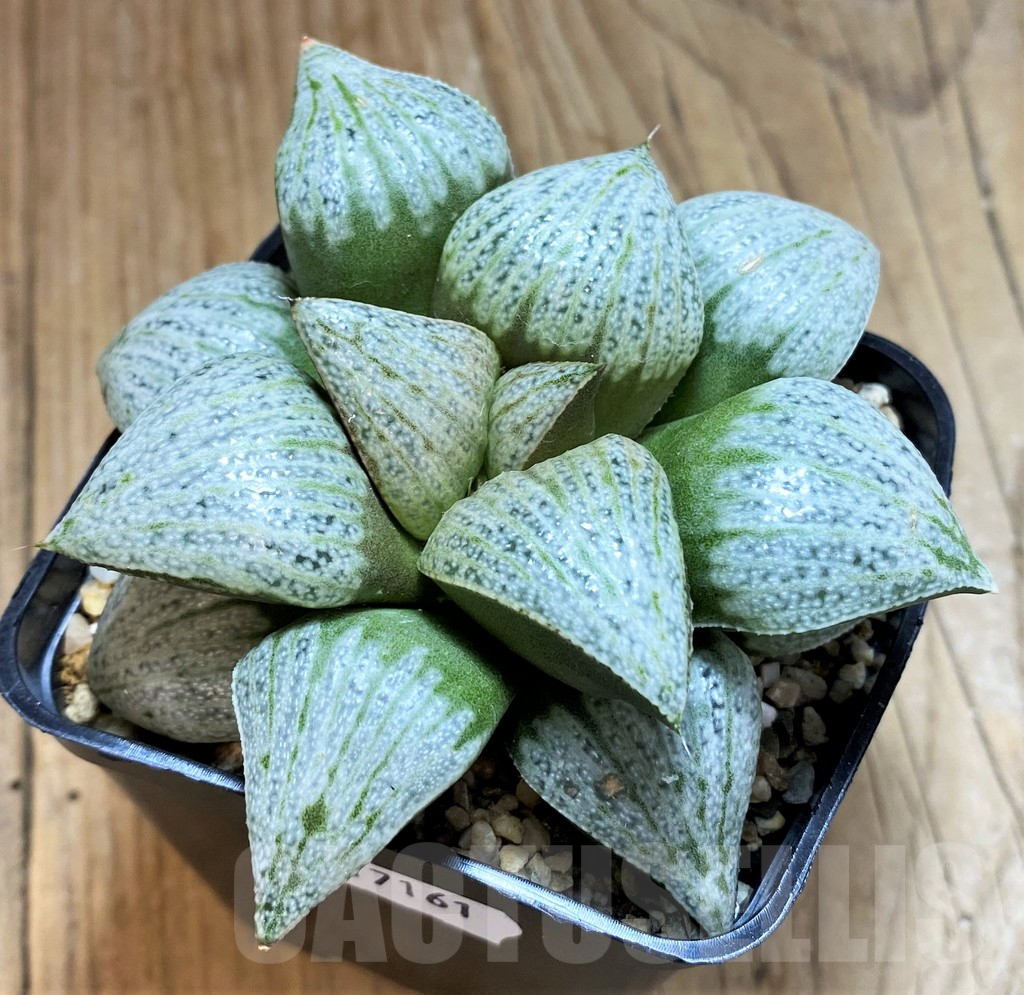 SH17161 Haworthia splendens 'Audrey'