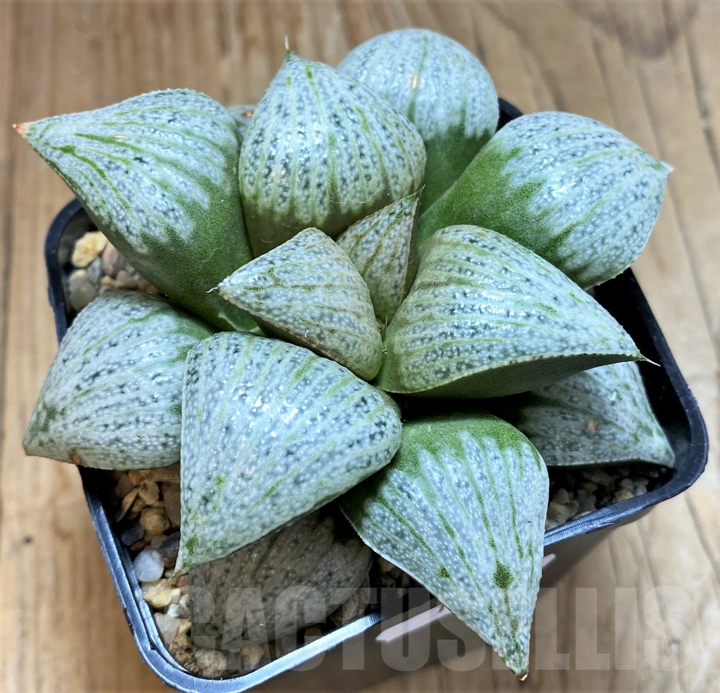 SH17161 Haworthia splendens 'Audrey' - Image 2