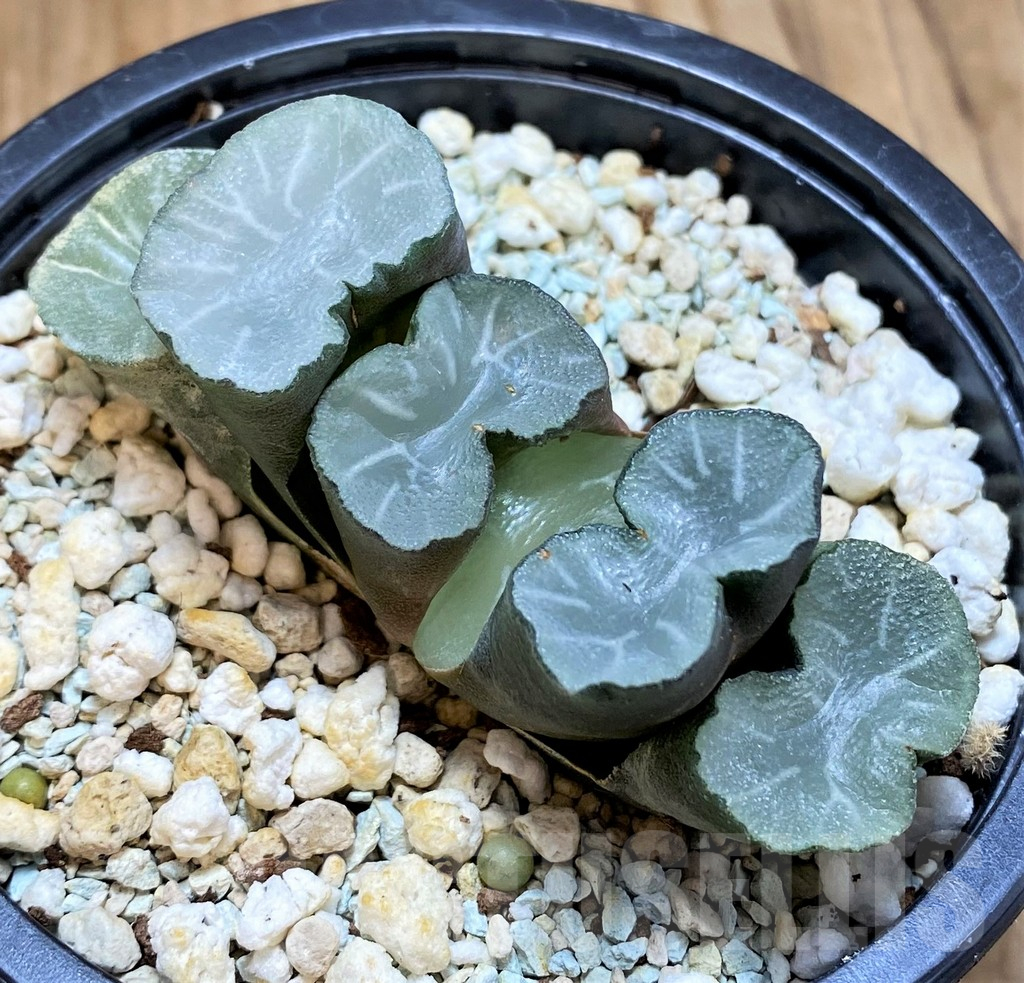 SH17162 Haworthia truncata 'White Jade'