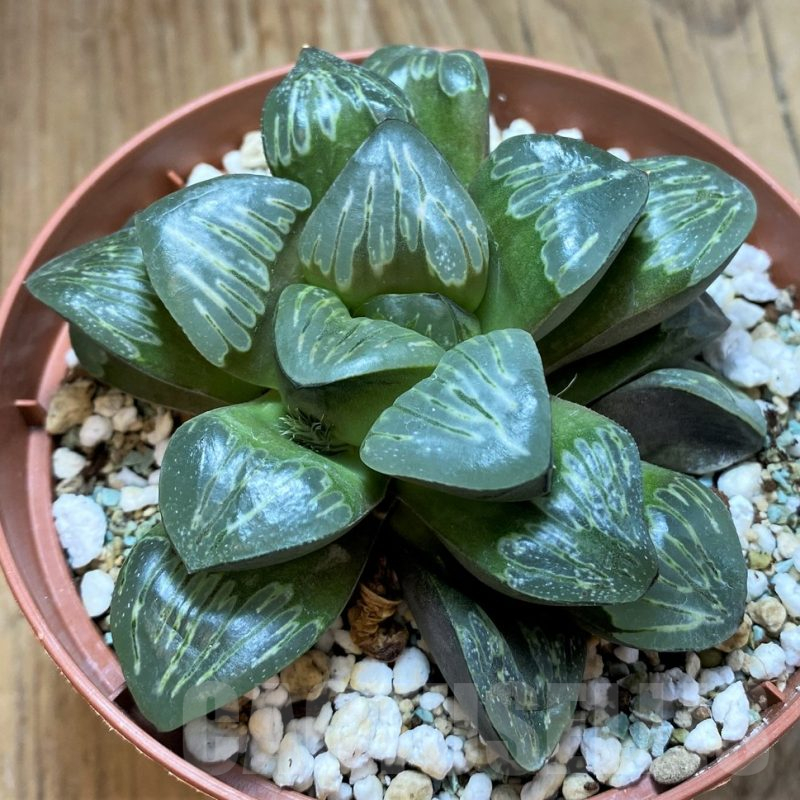 SH17164 Haworthia mutica 'Silver'