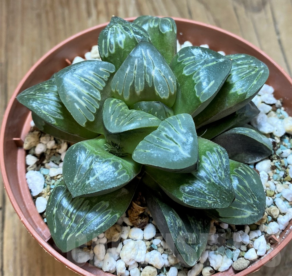 SH17164 Haworthia mutica 'Silver'