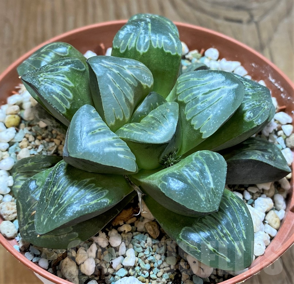 SH17164 Haworthia mutica 'Silver' - Image 2