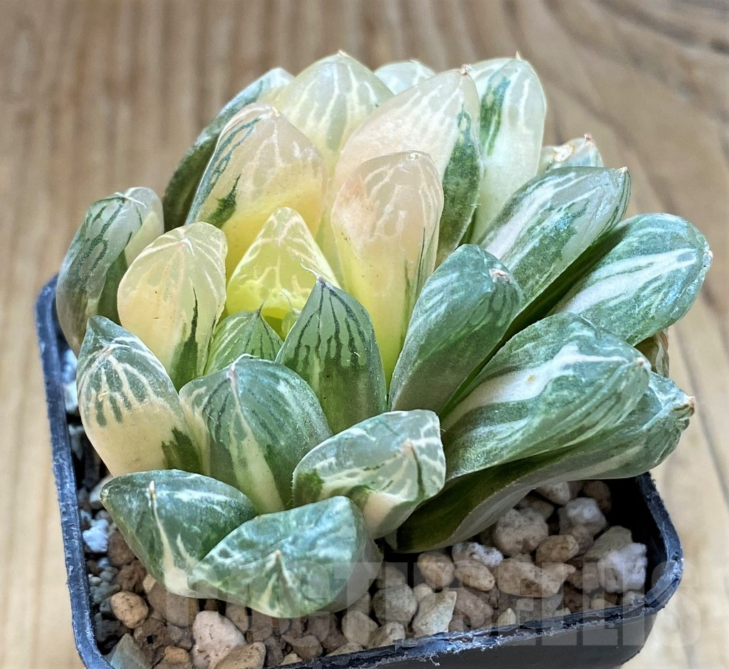 SH17167 Haworthia obtusa f. variegata - immagine 2