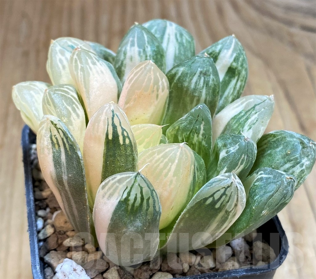 SH17167 Haworthia obtusa f. variegata