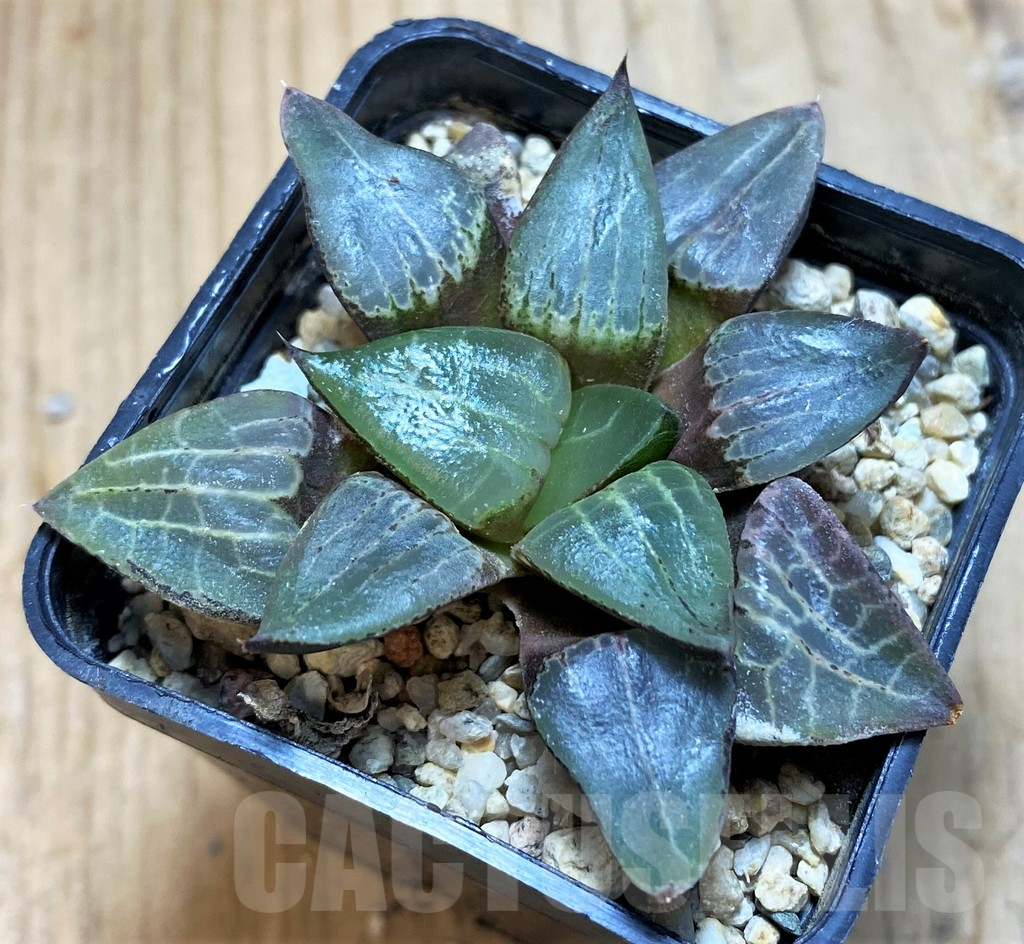 SH17169 Haworthia bayeri x comptoniana - Image 2