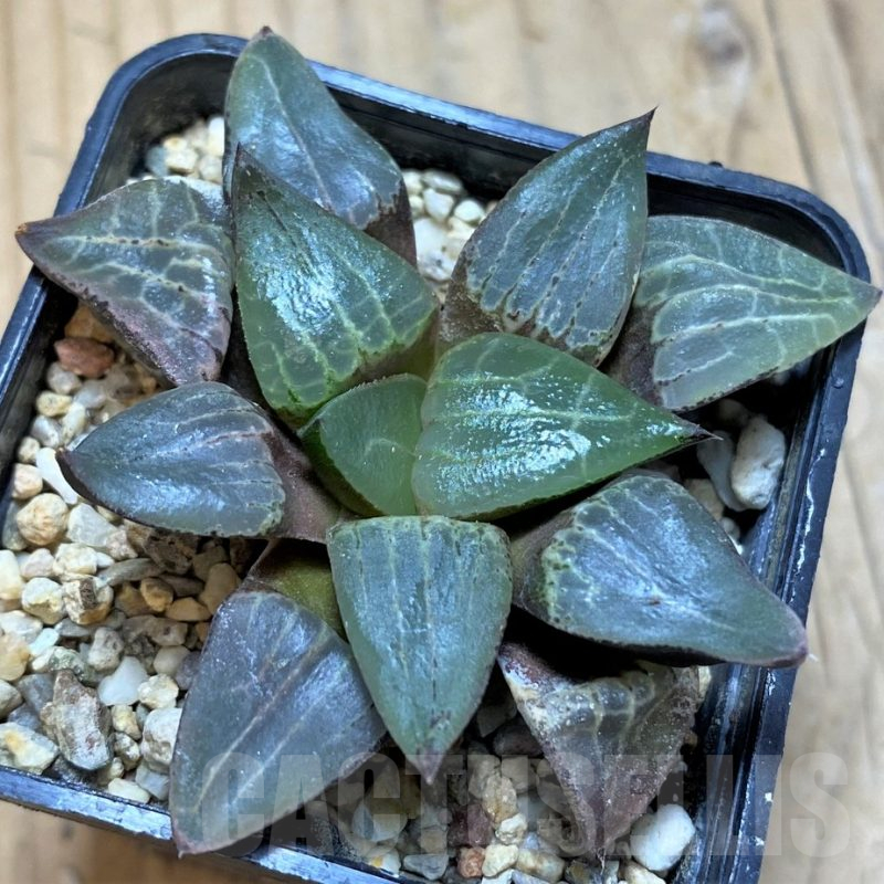 SH17169 Haworthia bayeri x comptoniana