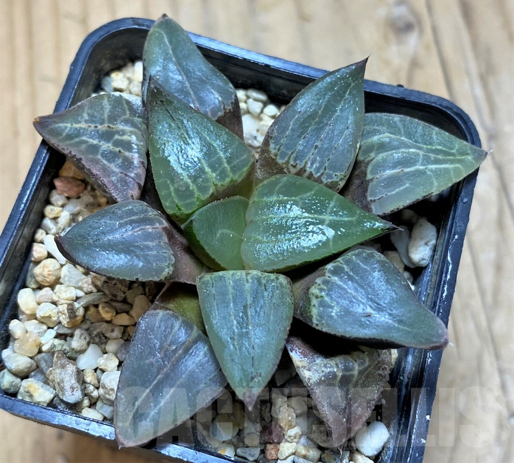 SH17169 Haworthia bayeri x comptoniana
