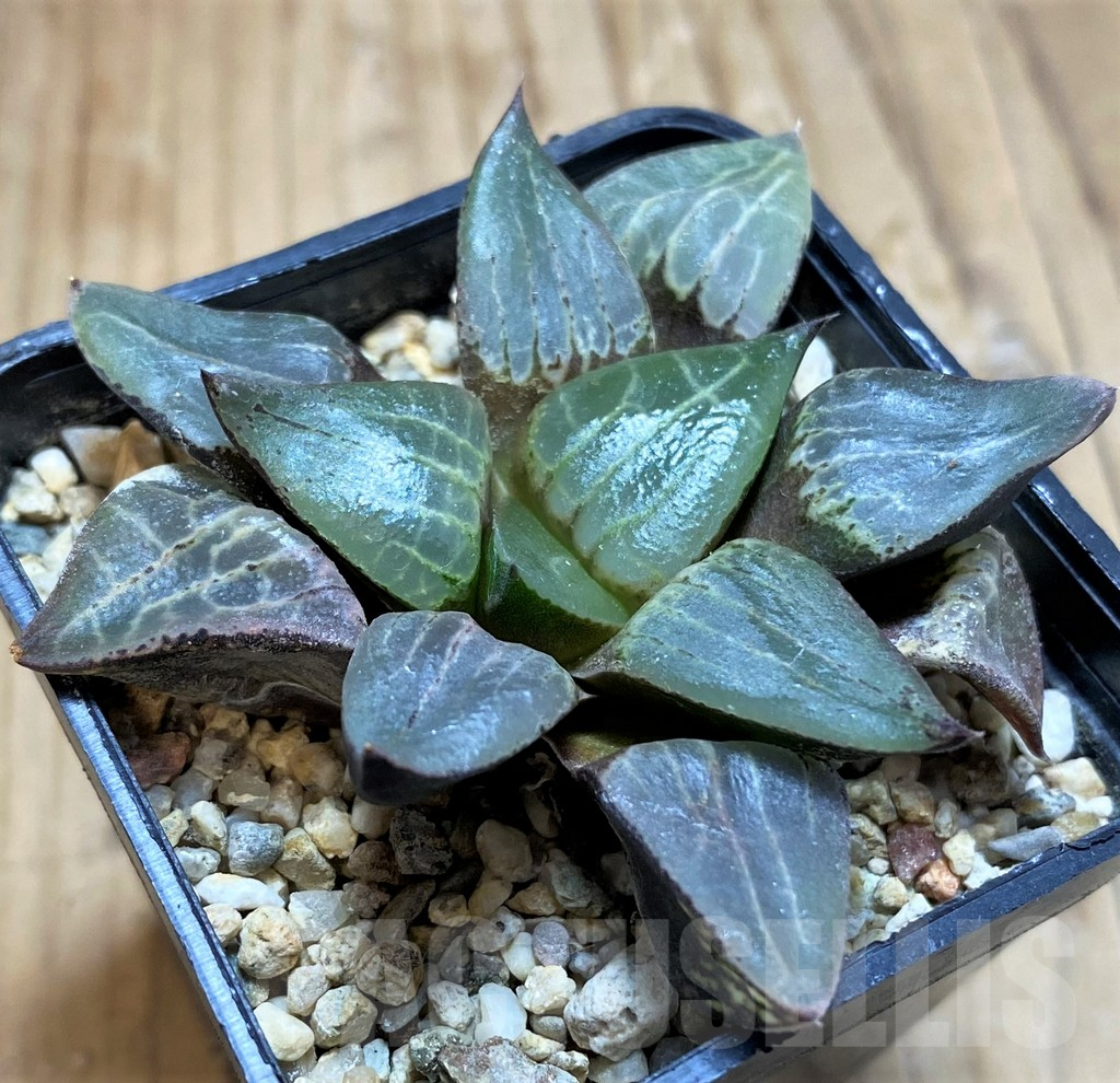SH17169 Haworthia bayeri x comptoniana - Image 3