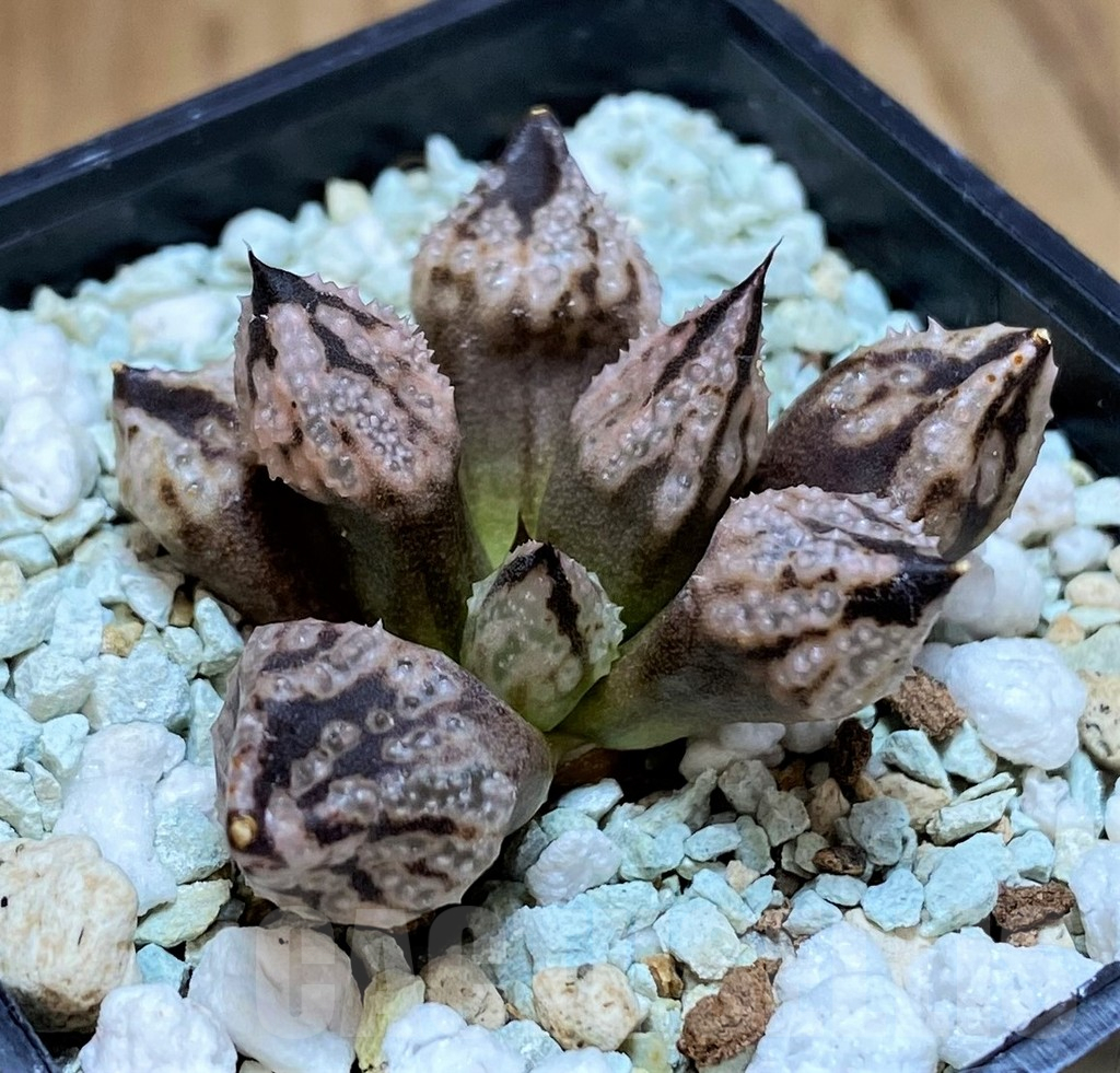 SH17129 Haworthia ‘Princess Kazunomiya Mutant’