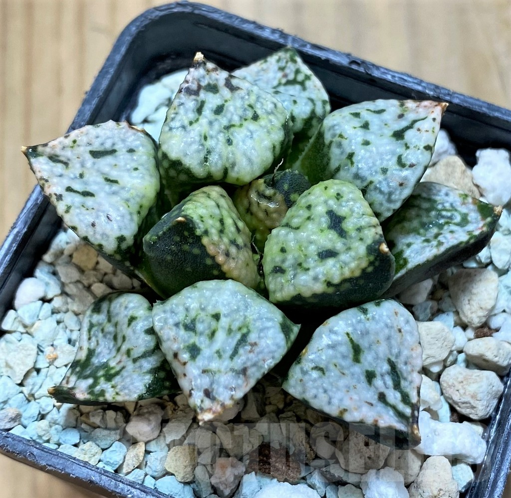SH17172 Haworthia picta 'Pandora'