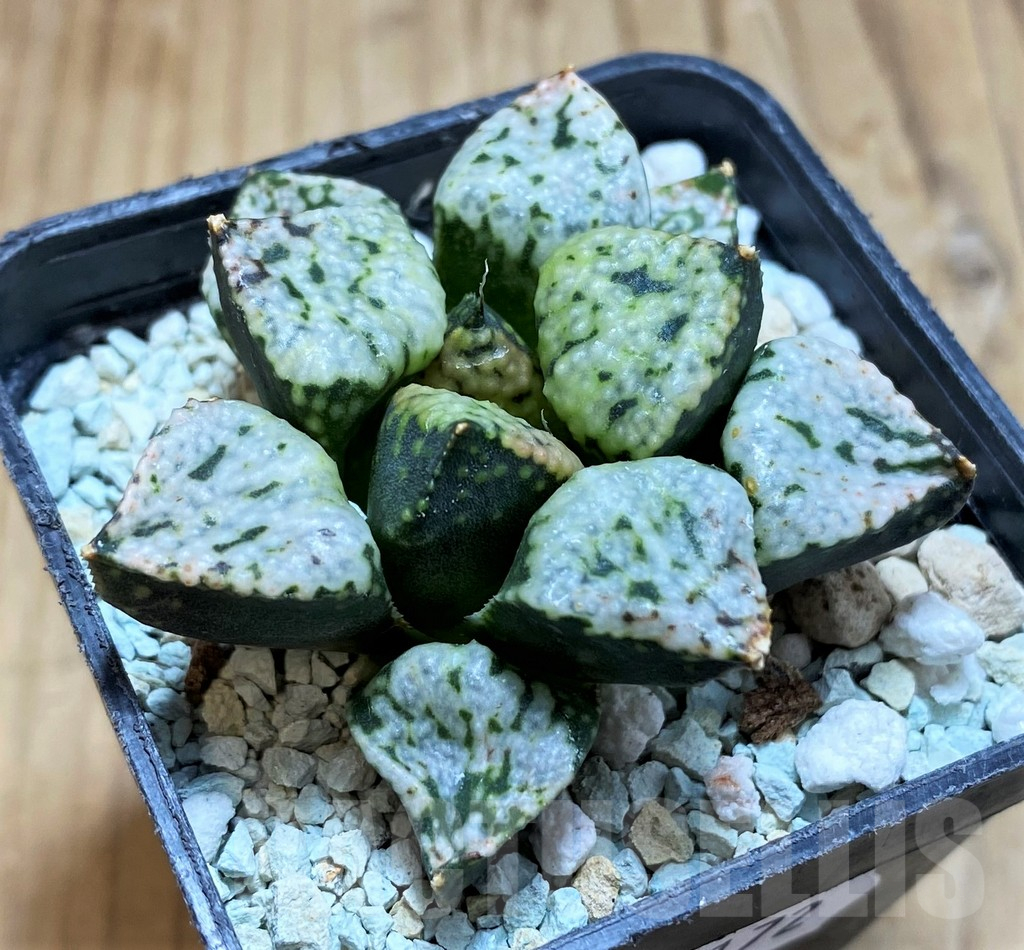 SH17172 Haworthia picta 'Pandora' - Image 2