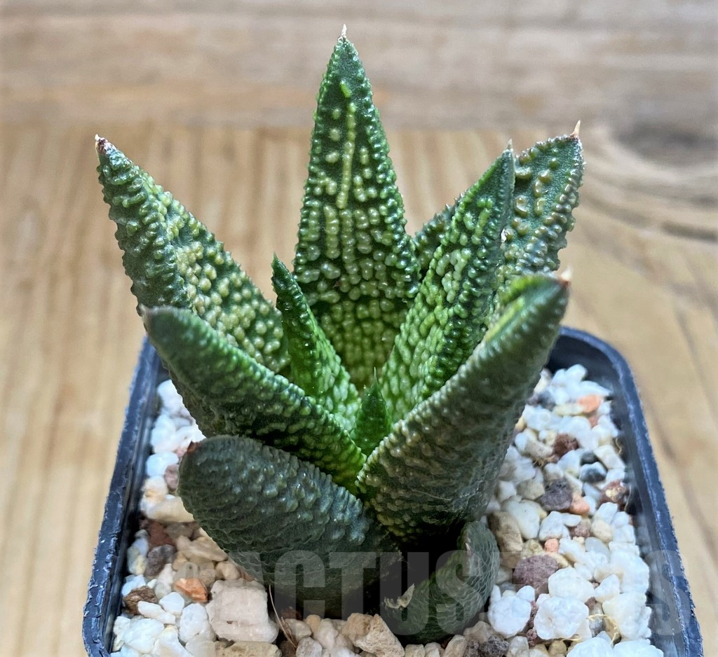 SH17173 Haworthia 'Marble Queen'