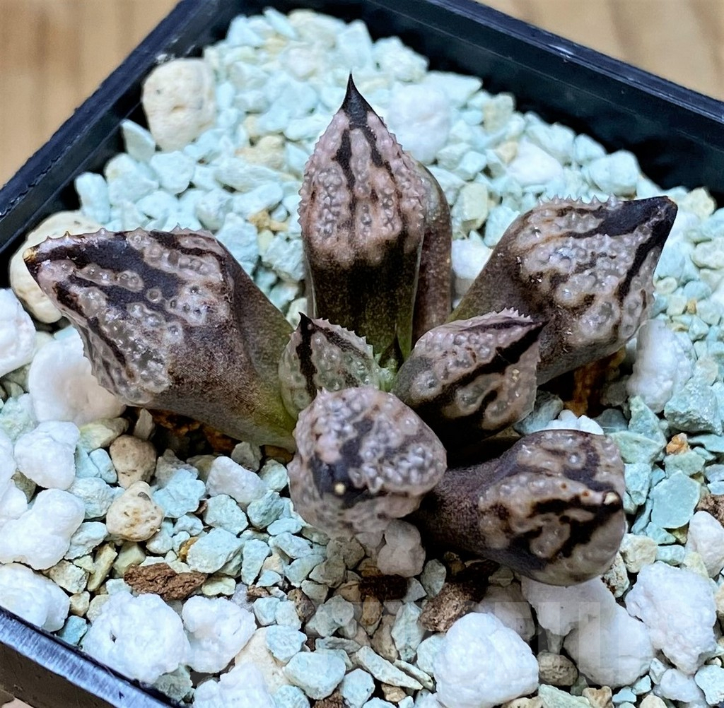 SH17129 Haworthia ‘Princess Kazunomiya Mutant’ - Image 2