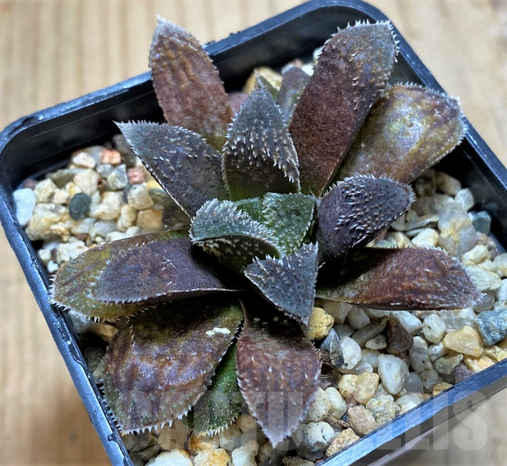 SH17176 Haworthia 'Chocolate' - Obrázek 2