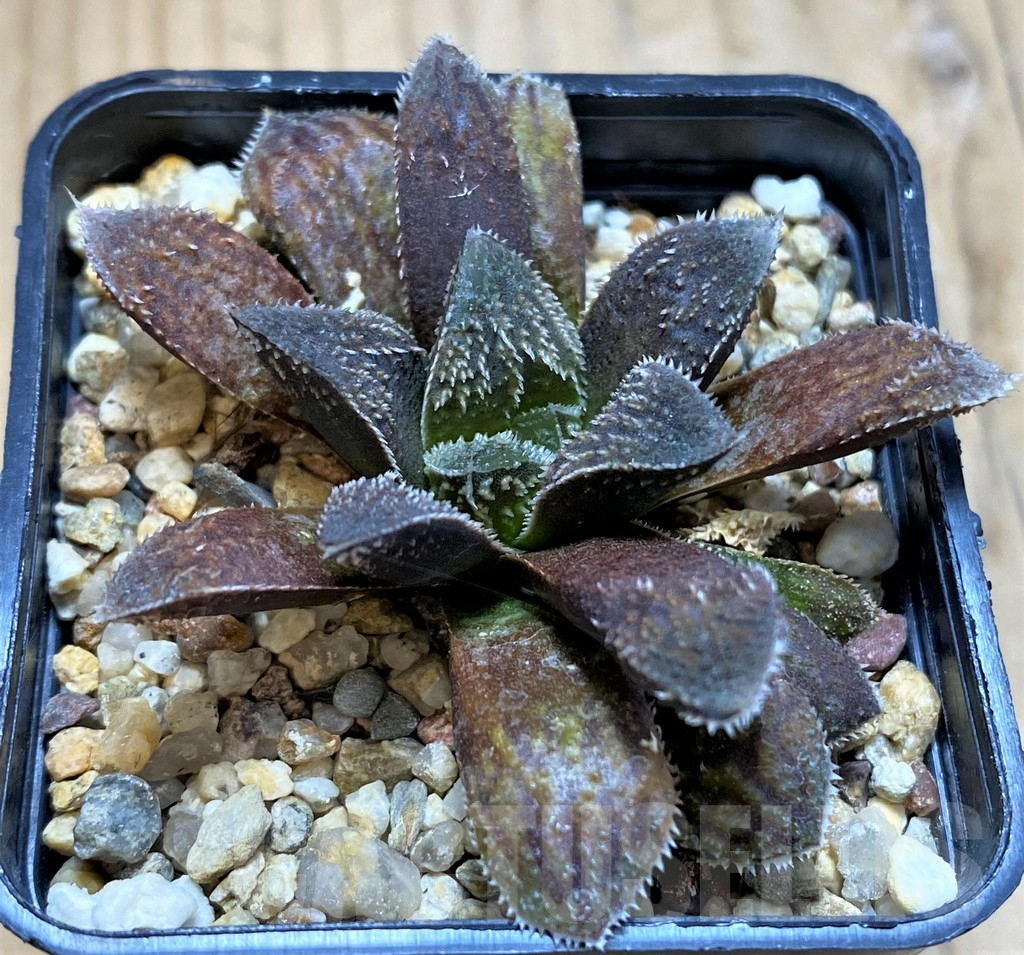 SH17176 Haworthia 'Chocolate'