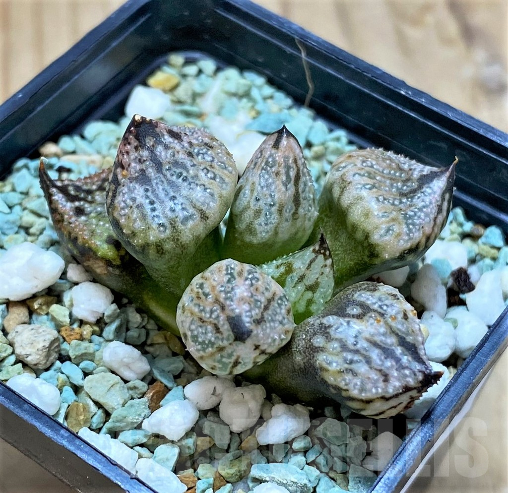 SH17130 Haworthia ‘Princess Kazunomiya Mutant’ - immagine 2