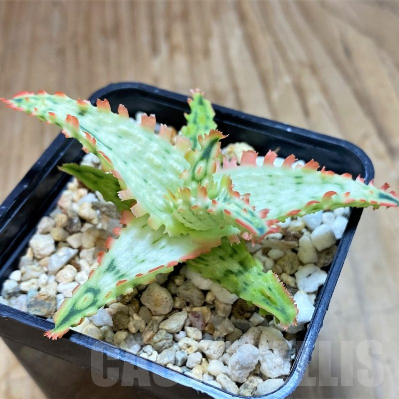 SH17178 Aloe TCT hybrid f. variegat?