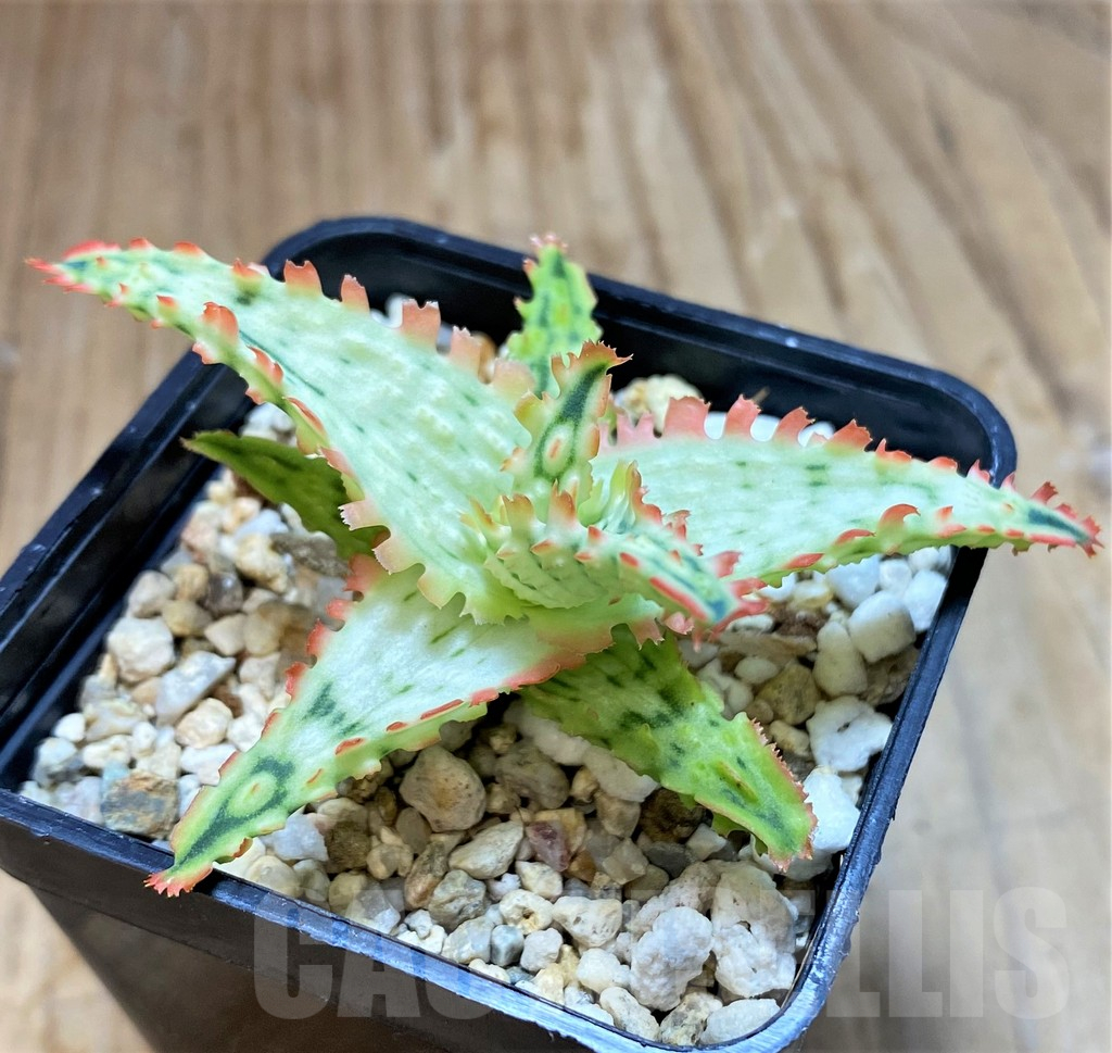 SH17178 Aloe TCT hybrid f. variegat?