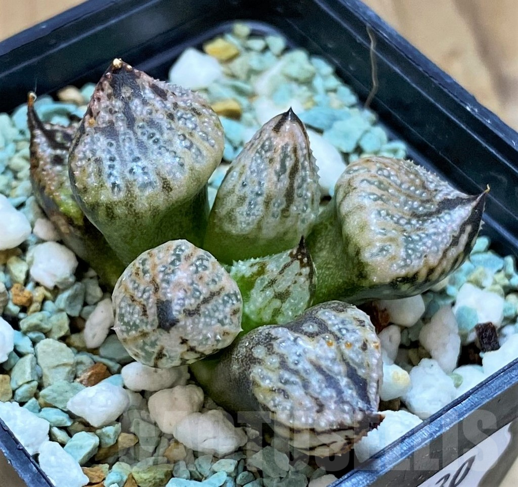 SH17130 Haworthia ‘Princess Kazunomiya Mutant’