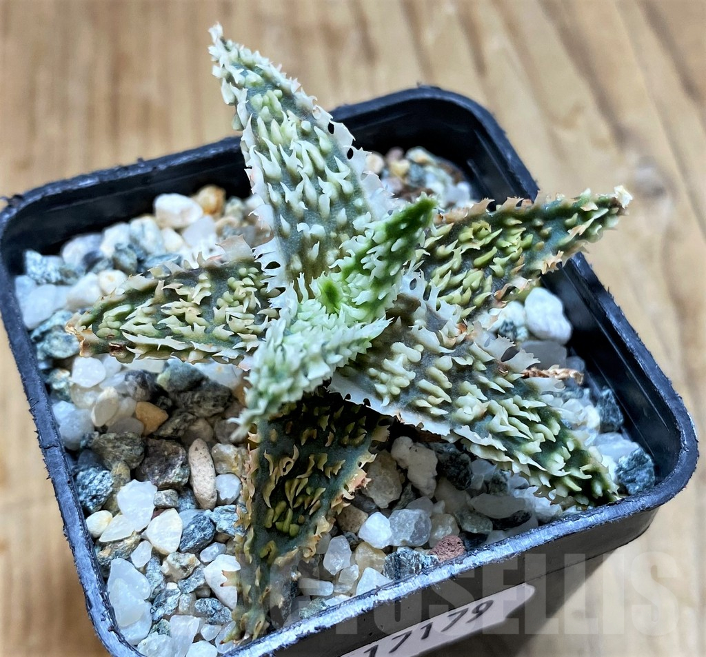 SH17179 Aloe TCT hybrid - immagine 2