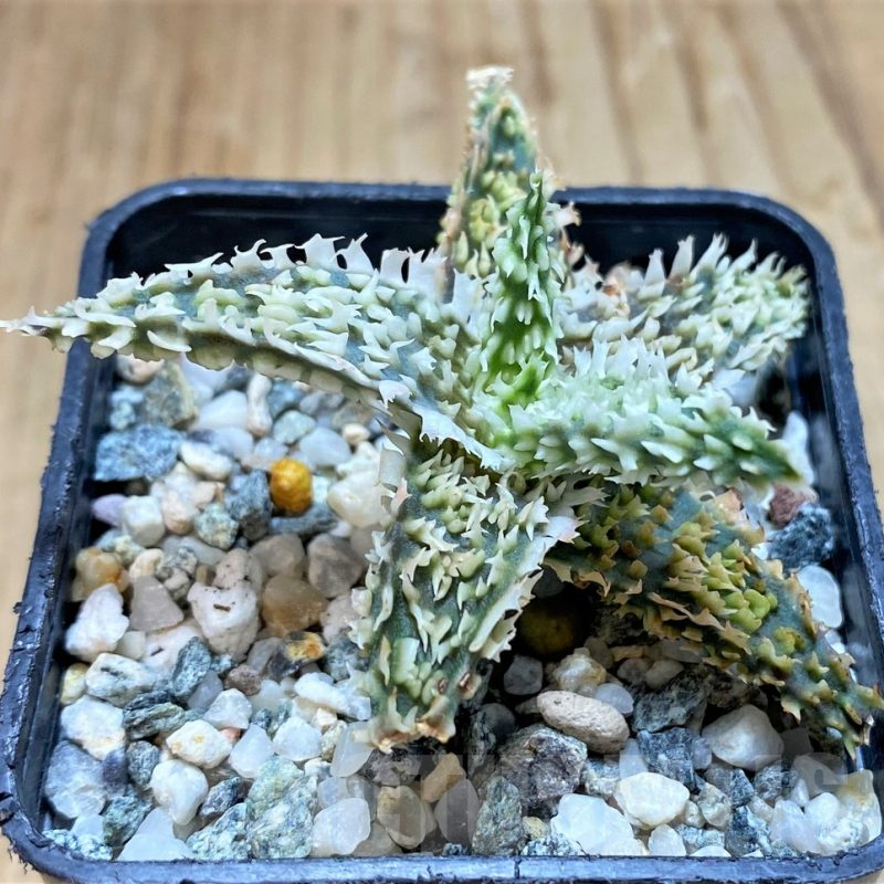 SH17179 Aloe TCT hybrid