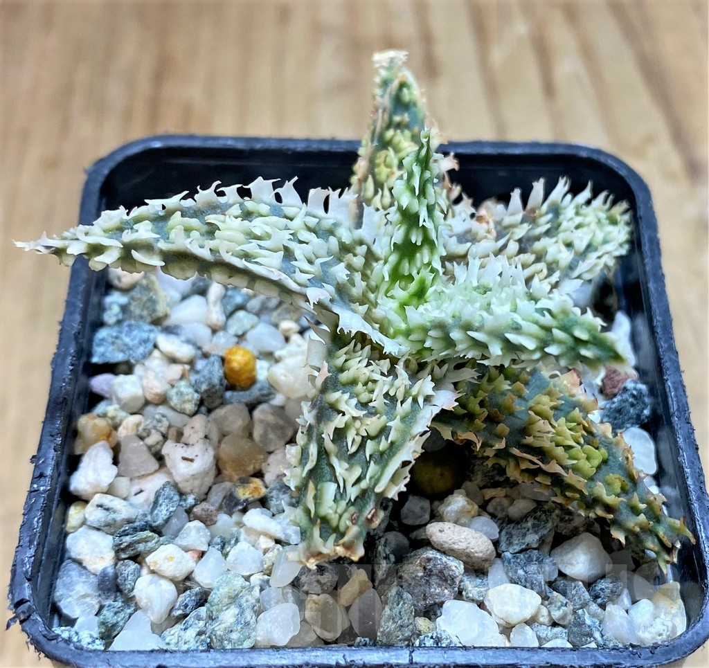 SH17179 Aloe TCT hybrid