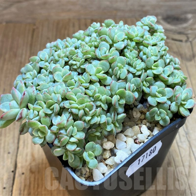 SH17180 Echeveria hybrid f. cristata