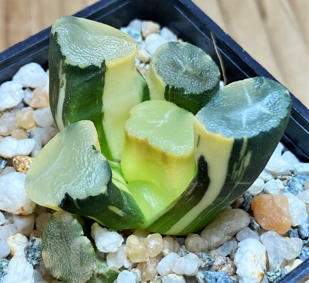 SH17125 Haworthia maughanii f. variegata