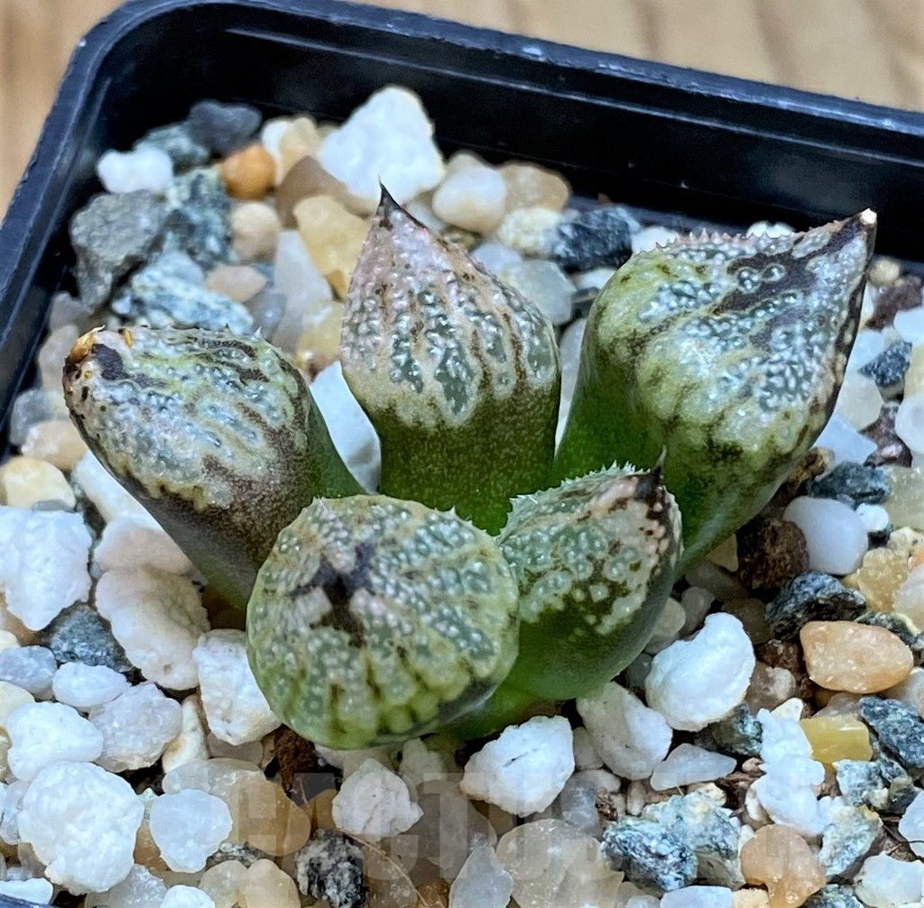 SH17131 Haworthia ‘Princess Kazunomiya Mutant’ - 画像 (2)