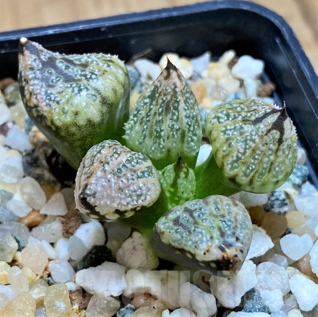 SH17131 Haworthia ‘Princess Kazunomiya Mutant’