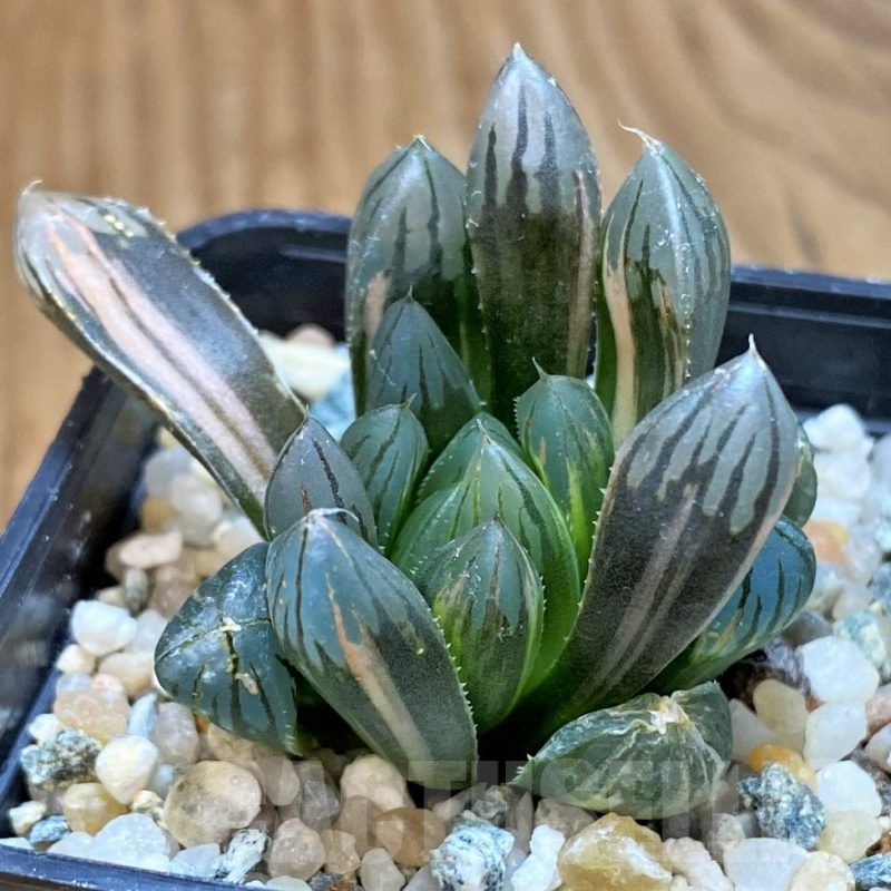 SH17132 Haworthia obtusa 'Black' f. variegata