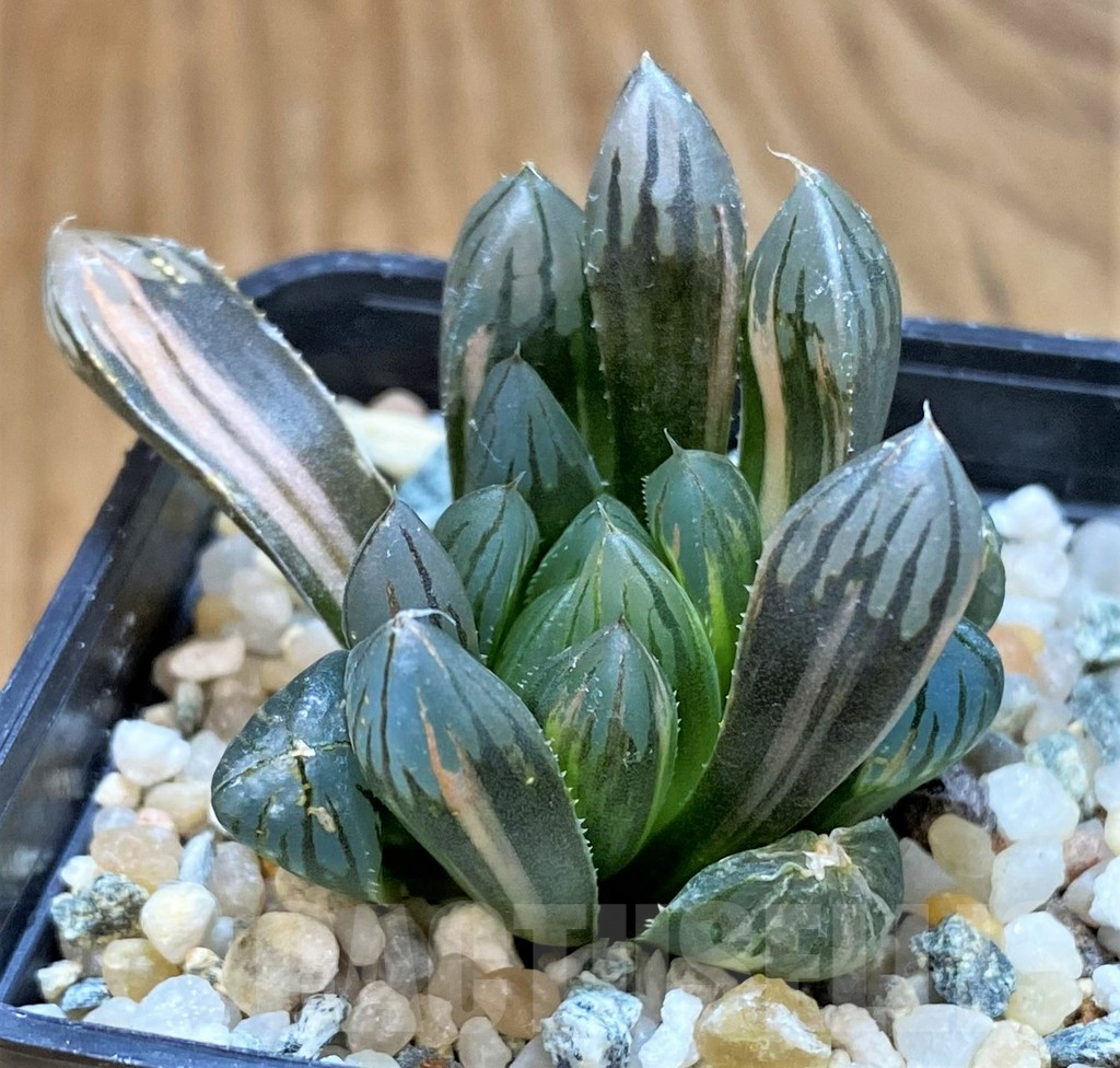 SH17132 Haworthia obtusa 'Black' f. variegata