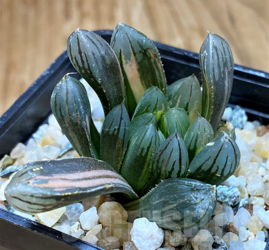 SH17132 Haworthia obtusa 'Black' f. variegata - immagine 2