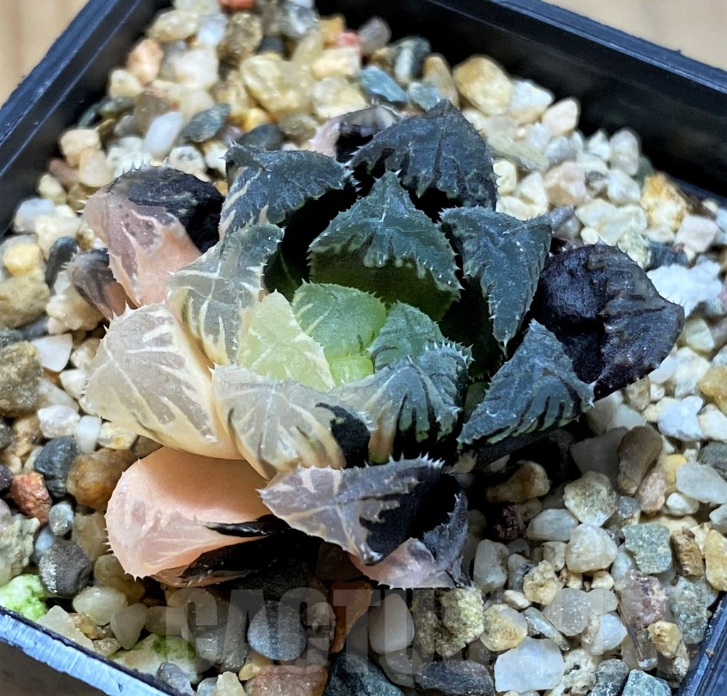 SH17133 Haworthia obtusa hybrid f. variegata