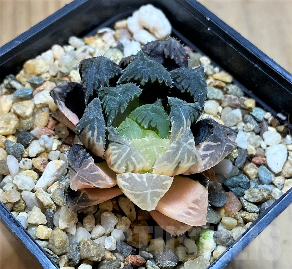 SH17133 Haworthia obtusa hybrid f. variegata - immagine 2