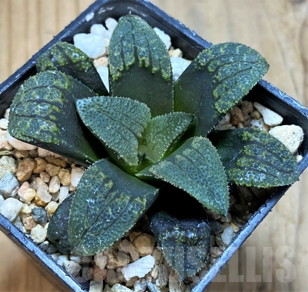 SH17134 Haworthia 'Kamen Butokai' x 'Kintaikyo' - immagine 2