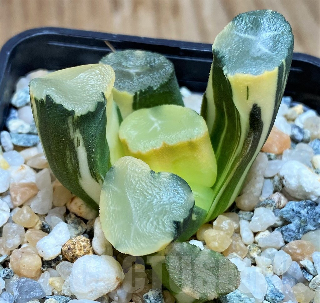 SH17125 Haworthia maughanii f. variegata - immagine 2