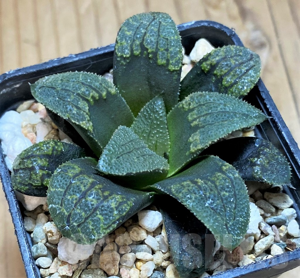 SH17134 Haworthia 'Kamen Butokai' x 'Kintaikyo'