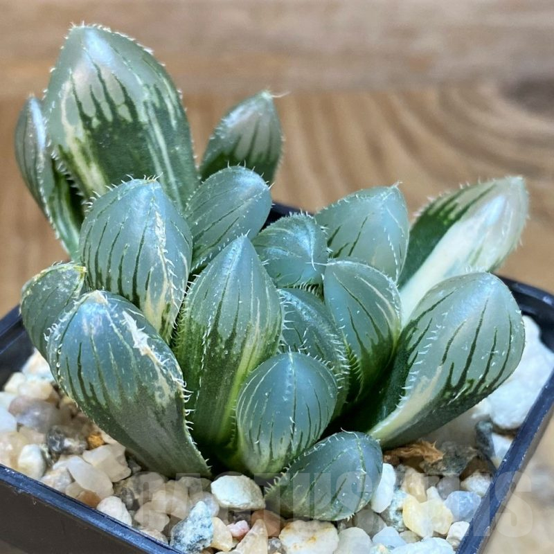 SH17135 Haworthia obtusa 'Black' f. variegata