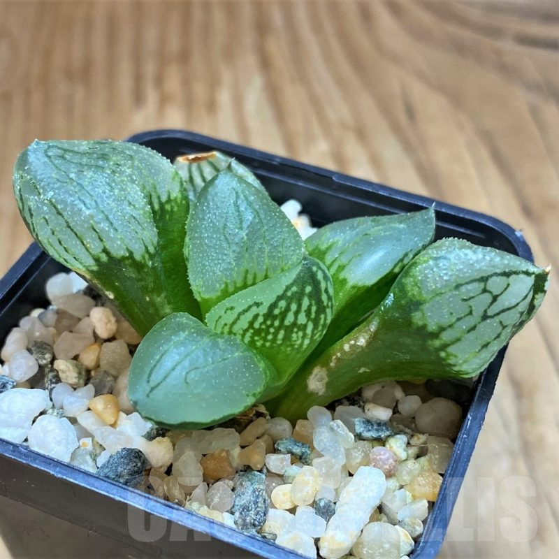 SH17137 Haworthia comptoniana mutant 'Corn Poppy'
